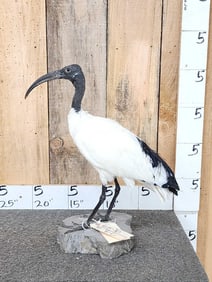 Sacred Ibis Full Body Bird Taxidermy