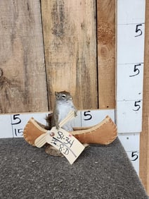 Pine Squirrel In A Birch Bark Canoe Taxidermy