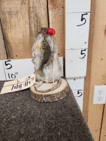 Fishing Rat Full Body Taxidermy Mount