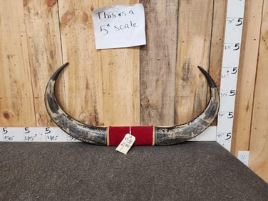 Scrimshawed Water Buffalo Horns Taxidermy