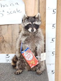 Raccoon Eating Cracker Jacks Full Body Taxidermy Mount