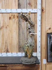 African Serval Cat Leaning For A Bird Full Body Taxidermy Mount