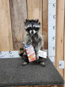 Raccoon Eating Cracker Jacks Full Body Taxidermy Mount