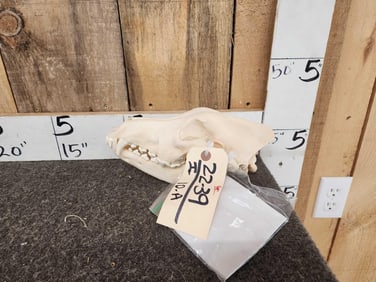 Alaskan Wolf Skull Taxidermy