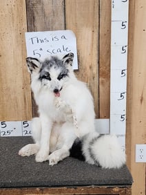 Marble Ranch Fox Full Body Taxidermy Mount