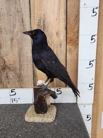 Rook Full Body Bird Taxidermy