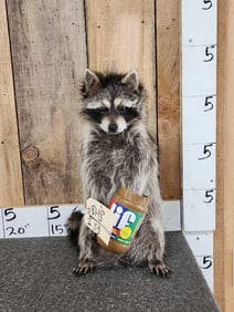 Raccoon Eating Peanut Butter Full Body Taxidermy Mount