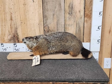 Big Fat Groundhog Woodchuck Full Body Taxidermy Mount