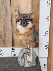 Grey Fox Bust Taxidermy Mount