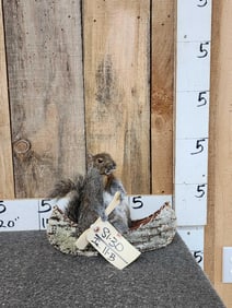 FAT Squirrel In A Birch Bark Canoe Taxidermy