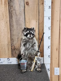 Raccoon Going Fishing Full Body Taxidermy Mount