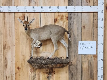 African Duiker Full Body Taxidermy Mount