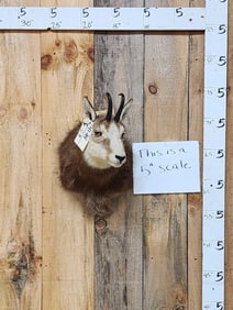 Alpine Chamois Shoulder Mount Taxidermy