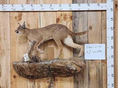 African Caracal Cat Full Body Taxidermy Mount