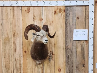 Siberian Snow Sheep Shoulder Mount Taxidermy