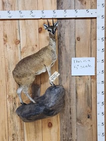 African Klipspringer Full Body Taxidermy Mount