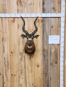 African Sitatunga Shoulder Mount Taxidermy