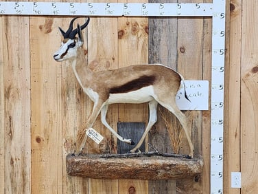 African Springbok Full Body Taxidermy Mount