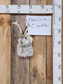 Jackalope Shoulder Mount Taxidermy