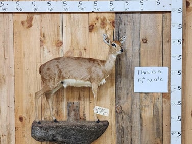 African Steenbok Full Body Taxidermy Mount