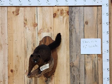 Australian Brushtail Opossum Full Body Taxidermy Mount
