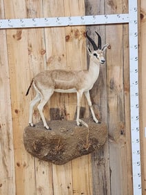 Indian Gazelle Or Chinkara Full Body Taxidermy Mount