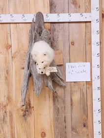 Pair Of Arctic Fox In A Den Taxidermy