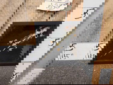 Gecko Lizard Articulated Skelton Taxidermy