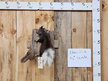 Kaibab Squirrel Full Body Taxidermy Mount