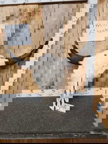 BIG American Bison Buffalo Skull Taxidermy