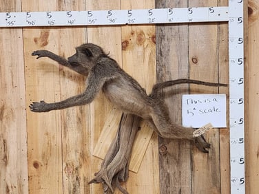 African Juvenile Olive Baboon Full Body Taxidermy Mount