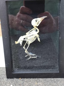 Sooty Headded Bulbul Articulated Bird Skelton Taxidermy