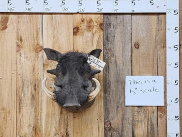 African Warthog Shoulder Mount Taxidermy