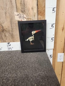 Java Kingfisher Articulated Skelton Bird Taxidermy