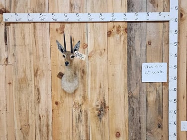 African Vaal Reebok Shoulder Mount Taxidermy