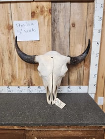 BIG American Bison Buffalo Skull Taxidermy