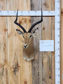 African Impala Shoulder Mount Taxidermy