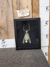 leschenaults Rousette Fruit Bat Articulated Skelton Taxidermy