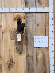 Black Squirrel Full Body Taxidermy Mount