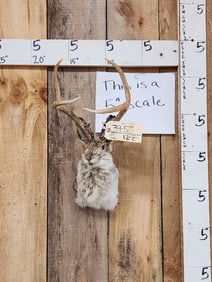 Jackalope Shoulder Mount Taxidermy