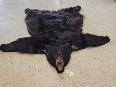 Black Bear Rug Taxidermy