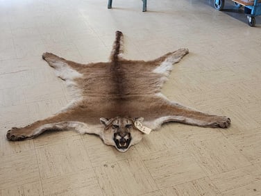 NICE Mountain Lion Cougar Rug Taxidermy