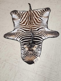 Baby Zebra Skin Rug Taxidermy