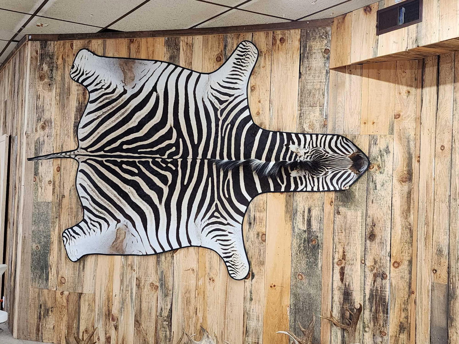 NICE Zebra Rug Taxidermy (1 of 6)
