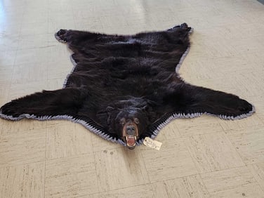 Black Bear Rug Taxidermy