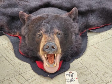 Black Bear Rug Taxidermy
