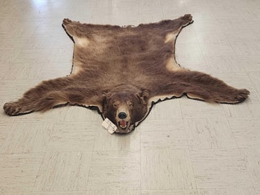 Cinnamon Phase Black Bear Rug Taxidermy