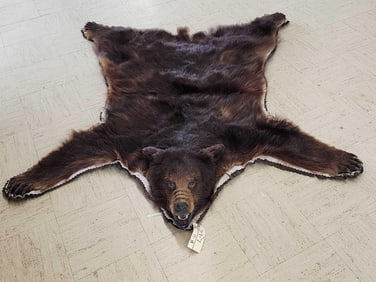 Brown Phase Black Bear Rug Taxidermy