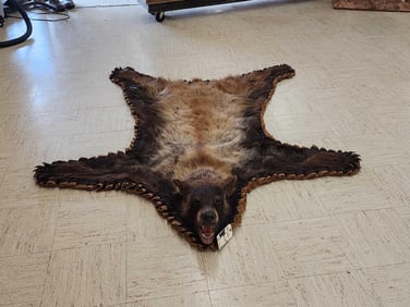 Unique Tri Color Phase Black Bear Rug Taxidermy
