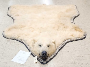 Spectacular Polar Bear Rug Taxidermy